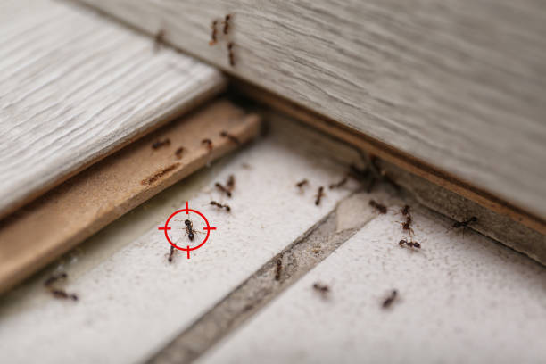 Professional Pest Control in Berkley, MI