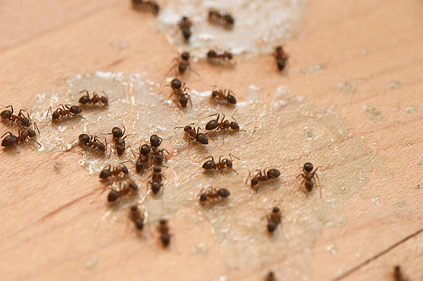 Wildlife Control Services in Berkley, MI